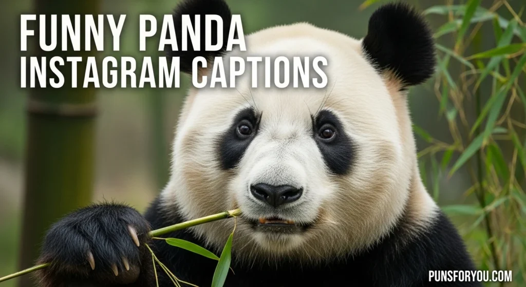Funny Panda Instagram Captions