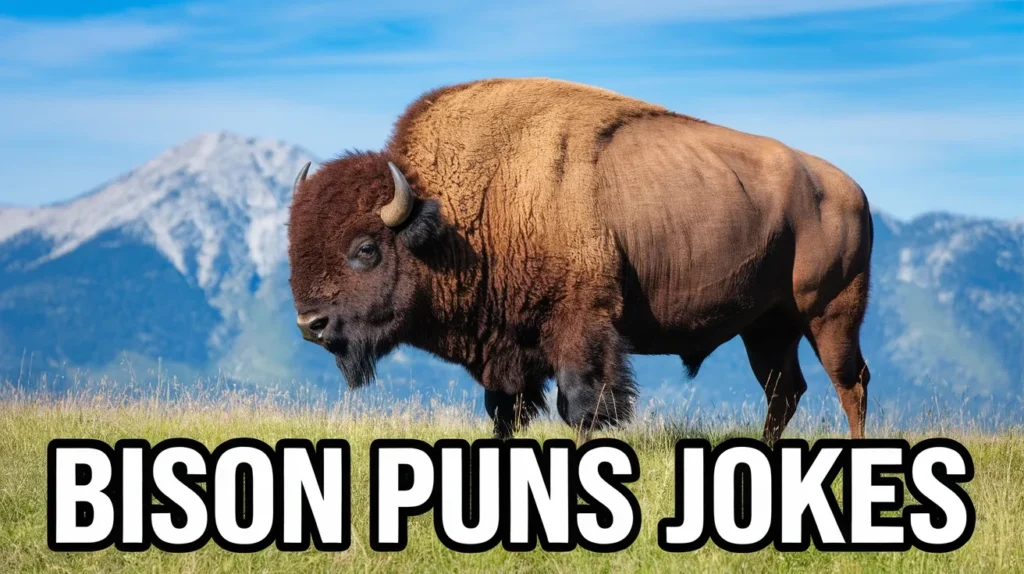 Bison Puns Jokes
